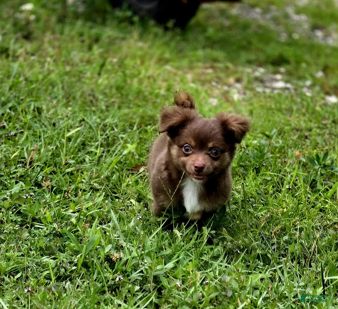 Chihuahua dogs for sale: Thor - Ad 2