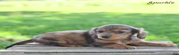 Miniature Dachshund dogs for sale: Sparkle  - Ad 2