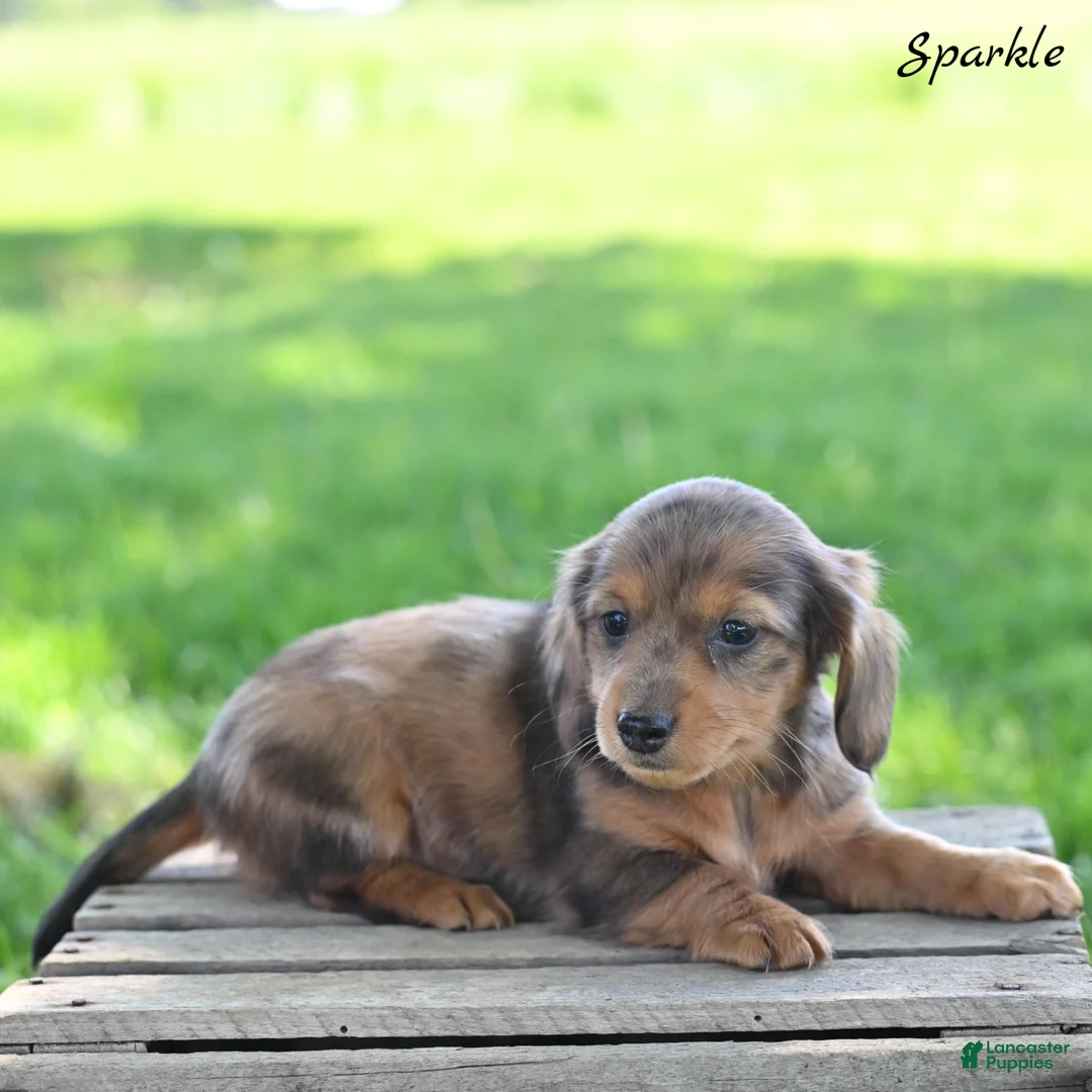 Miniature Dachshund dogs for sale: Sparkle  - Ad 2