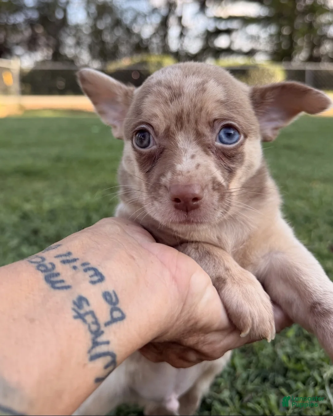 Chihuahua dogs for sale: Chihuahua 1 - Ad 1