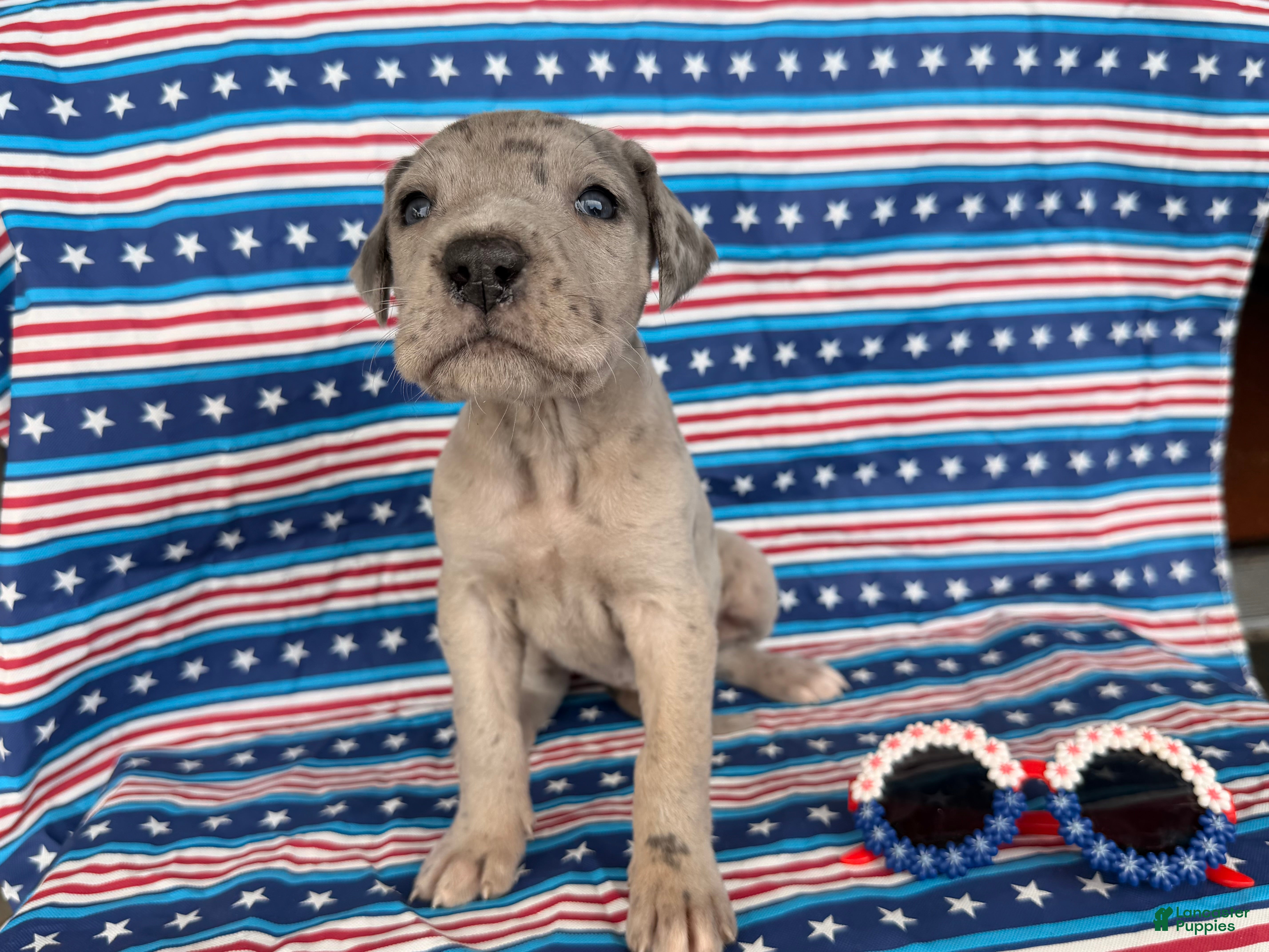 Great Dane dogs Pansy Great Dane  - Ad 2