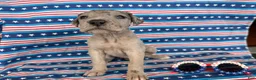 Great Dane dogs for sale: Pansy Great Dane  - Ad 2
