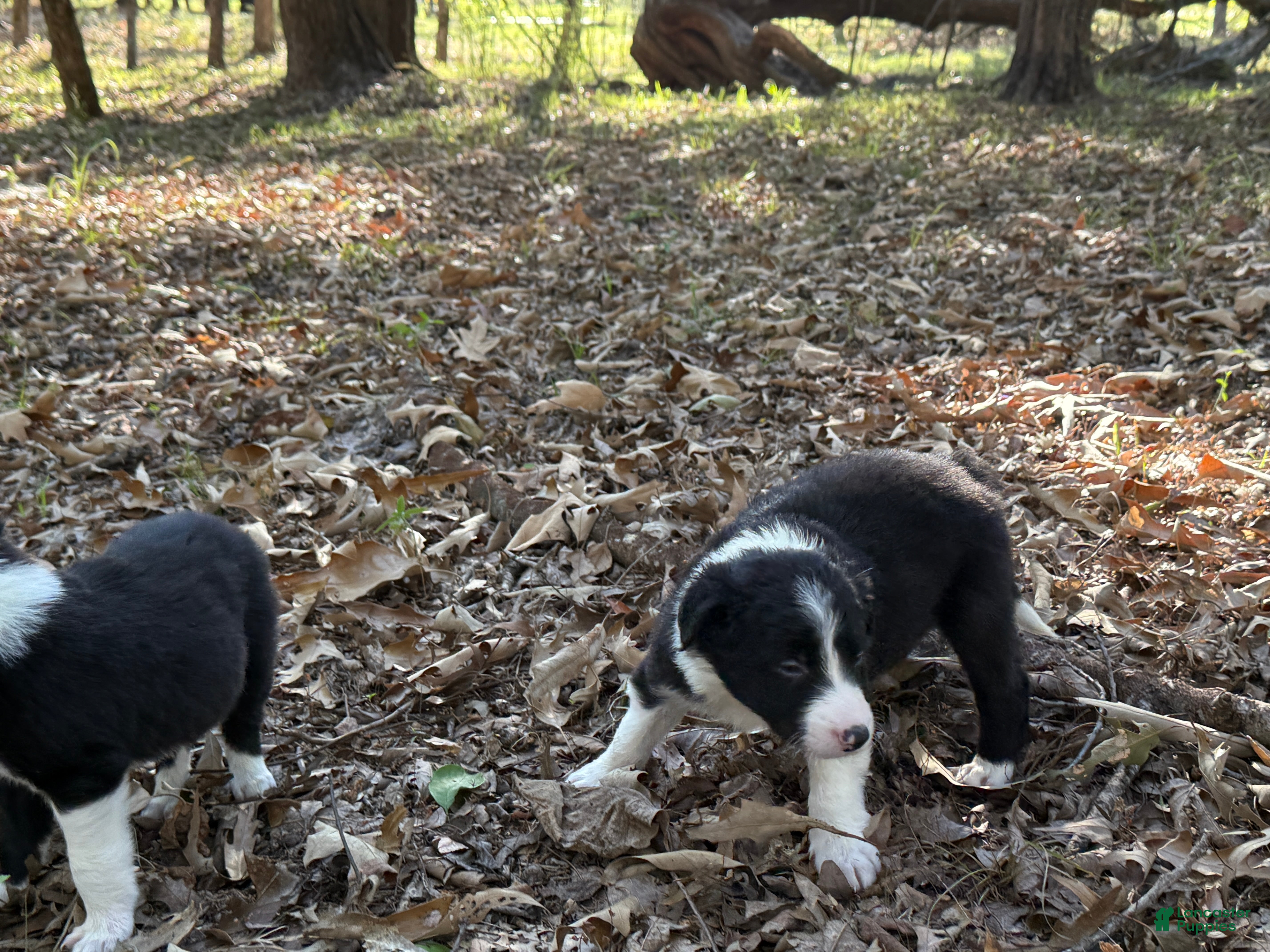 Border Collie dogs for sale: Sage - Ad 2