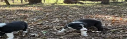 Border Collie dogs for sale: Sage - Ad 2
