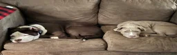 American Bully dogs for sale: American Bully 7 - Ad 5