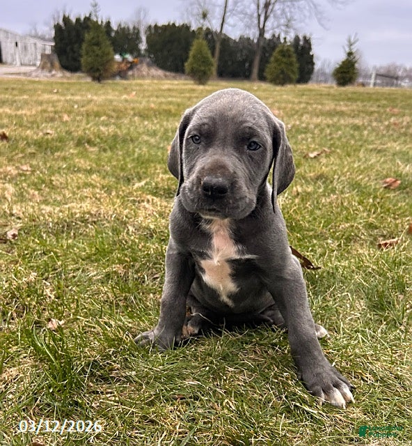 Great Dane dogs Tori - Ad 1