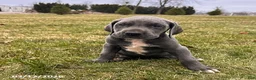 Great Dane dogs for sale: Tori - Ad 1
