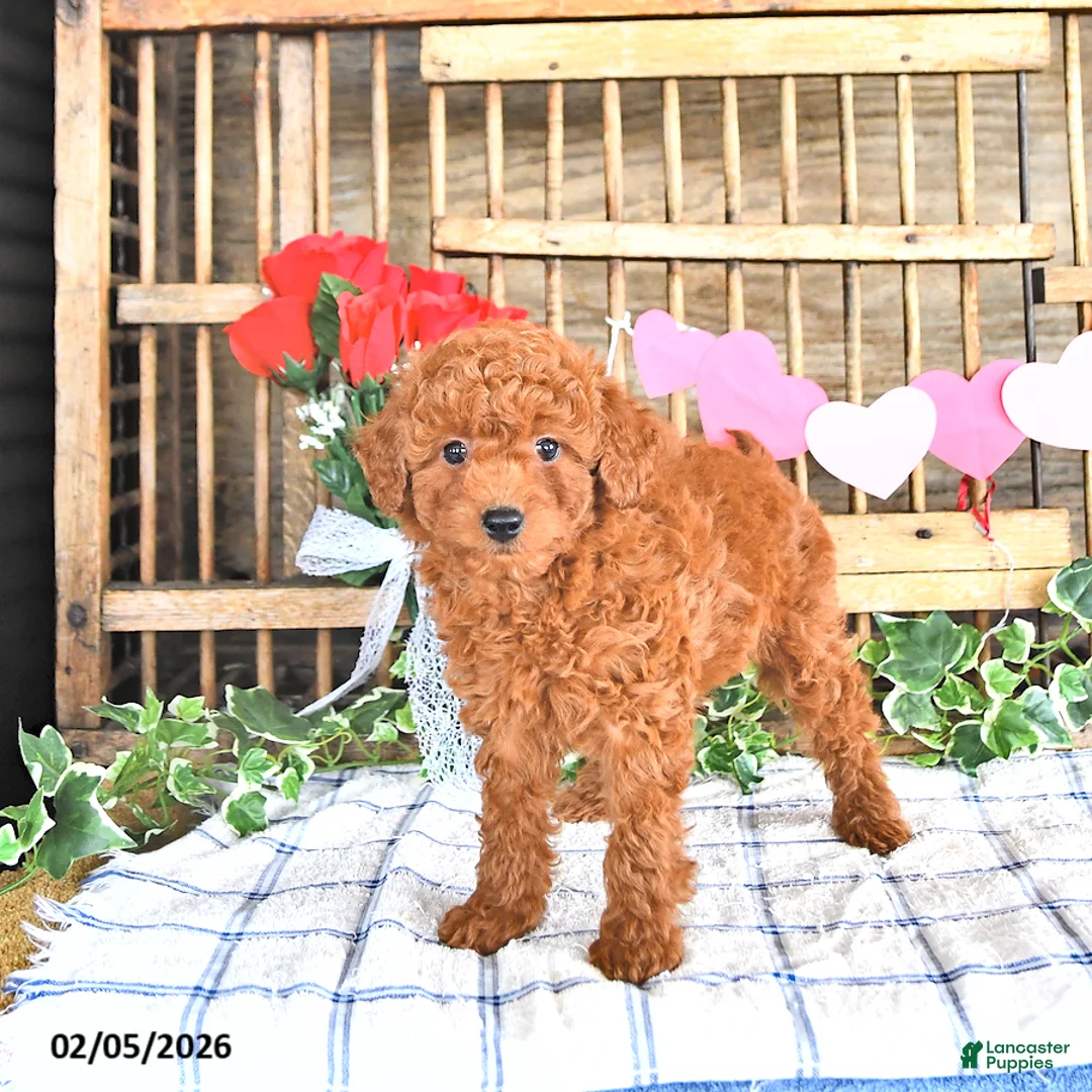 Mini Goldendoodle dogs for sale: Stella - Ad 3