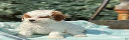 Toy Poodle dogs for sale: Taffy - Ad 12
