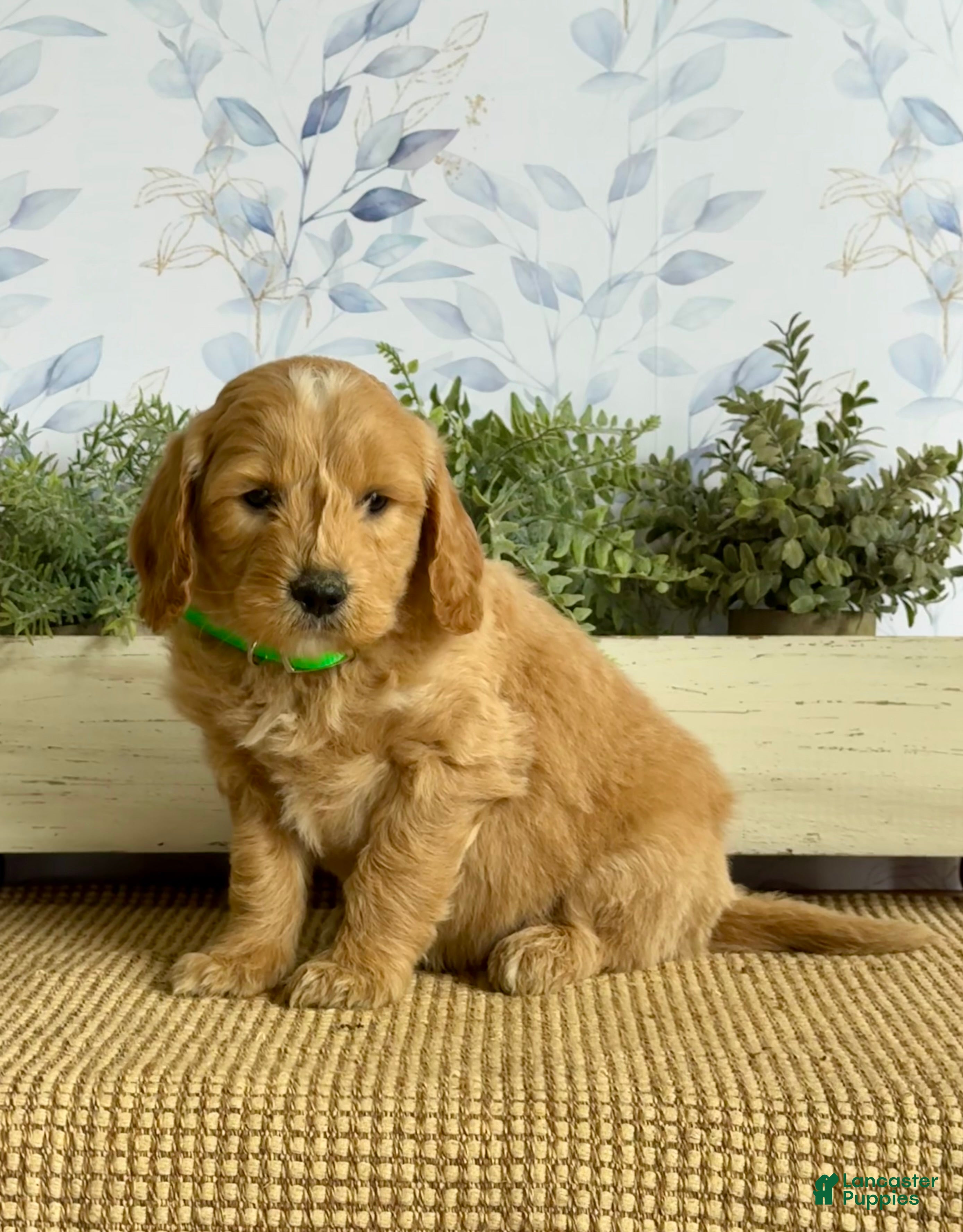 Mixed Breed dogs King - Ad 1