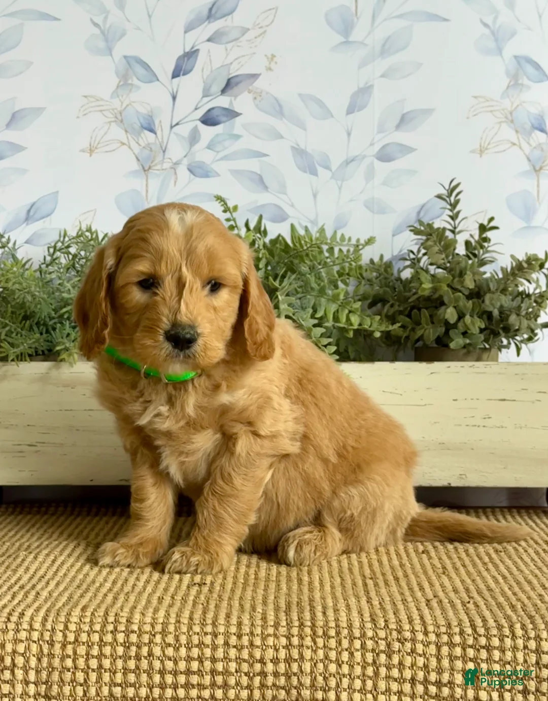 Mixed Breed dogs for sale: King - Ad 1