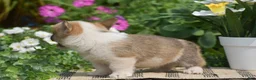 Welsh Corgi Pembroke dogs for sale: Clifford - Ad 5