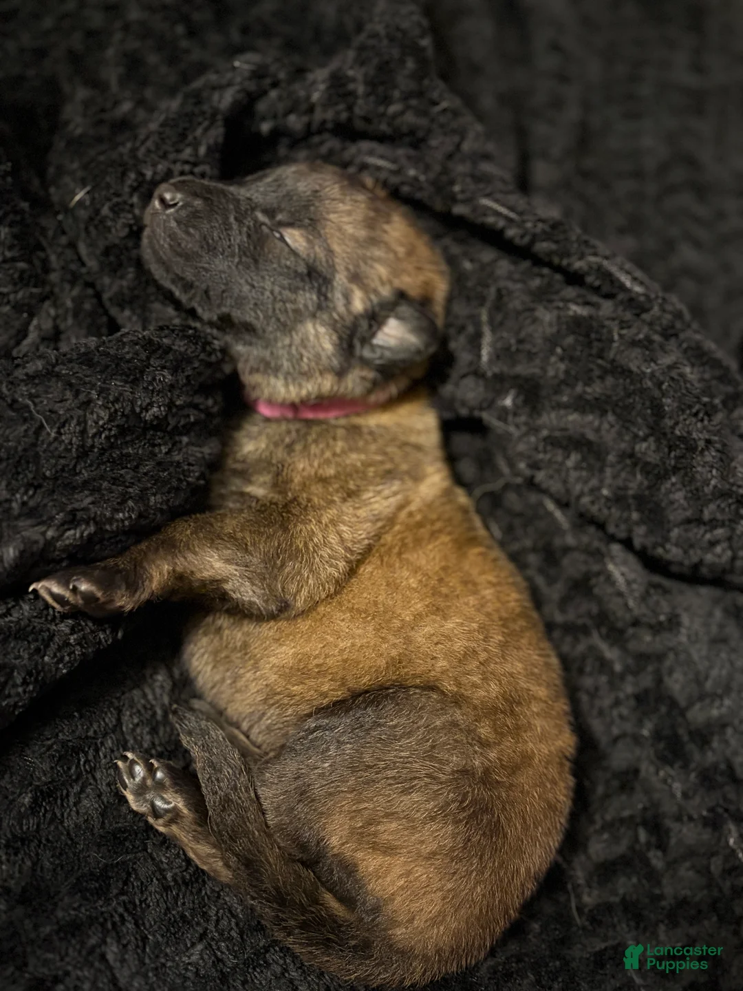 Belgian Malinois dogs for sale: Belgian Malinois Puppy 1 - Ad 2
