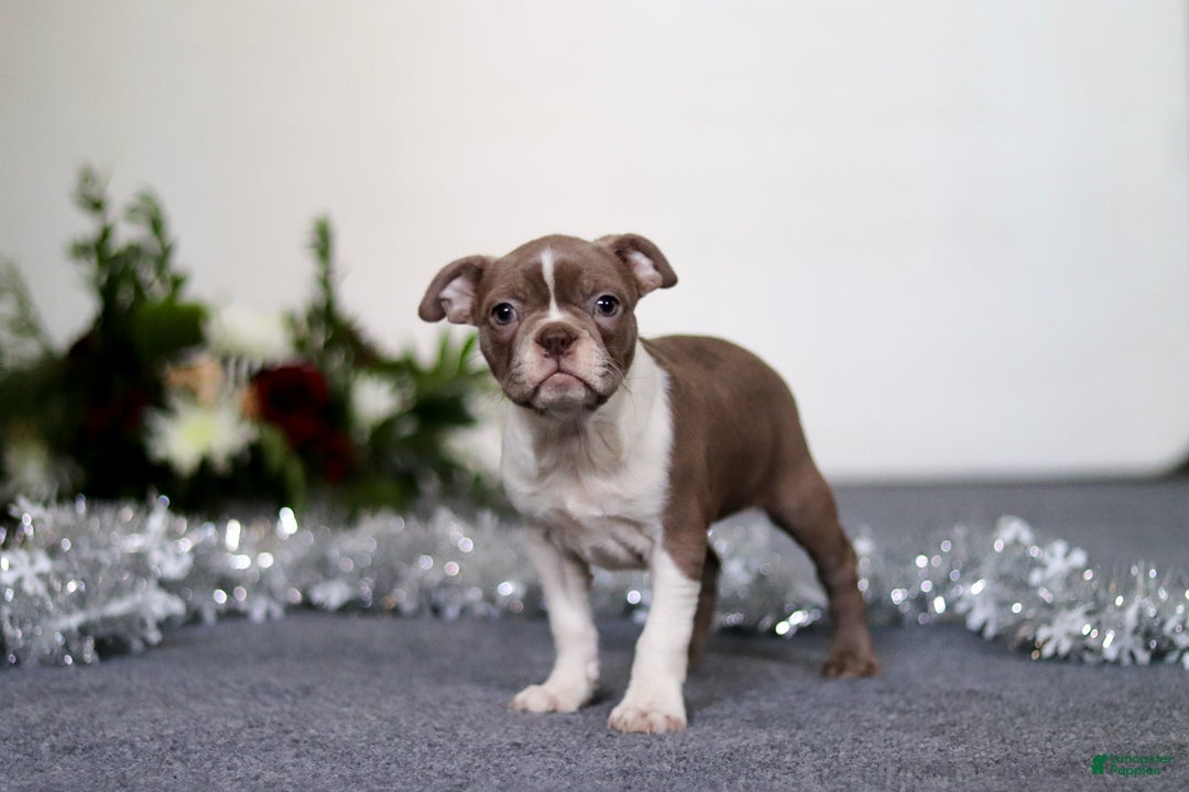 Boston Terrier dogs for sale: Harrison - Ad 6