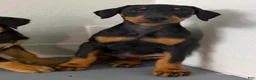 Doberman Pinscher dogs for sale: Diabla Blk F - Ad 4