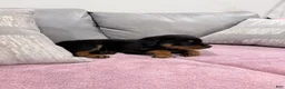 Rottweiler dogs for sale: Rottweiler Puppy 2 - Ad 5