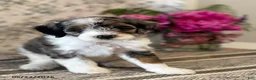 Mini Sheepadoodle dogs for sale: Kobi - Ad 5