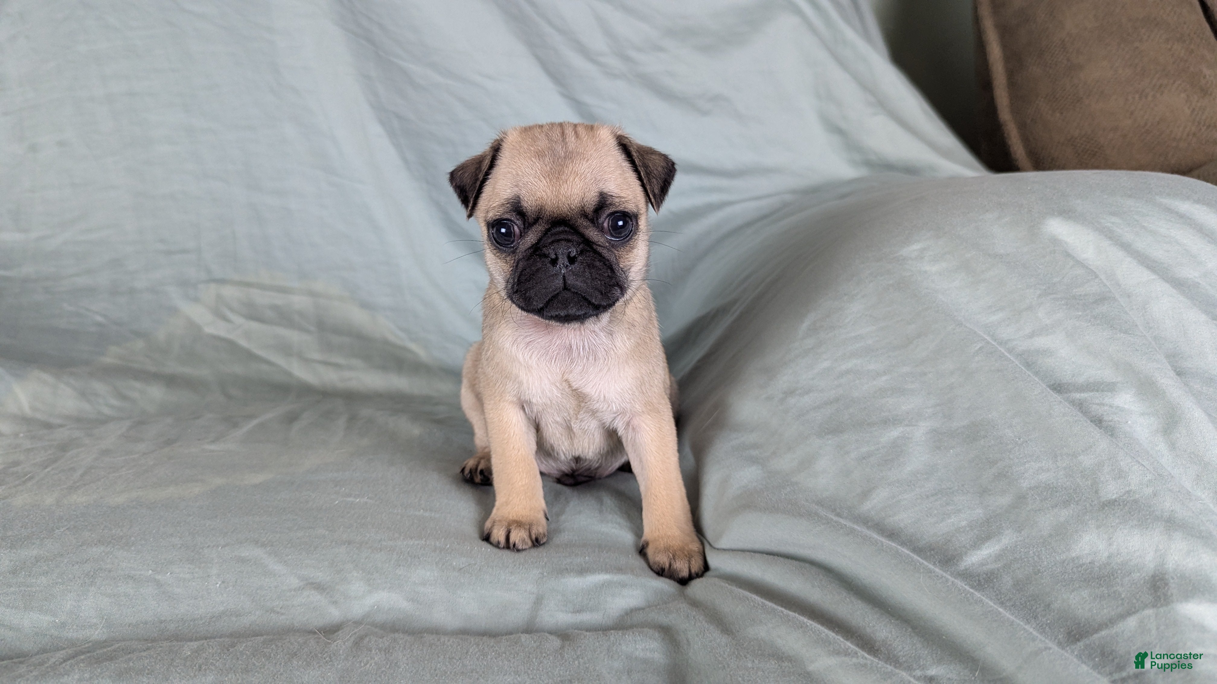 Pug dogs Beau - Ad 1