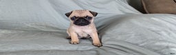 Pug dogs for sale: Beau - Ad 1