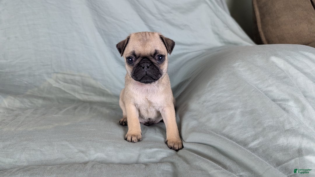 Pug dogs for sale: Beau - Ad 1