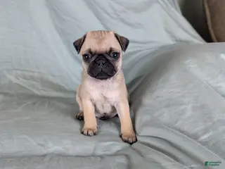 Pug dogs Beau - Ad 1