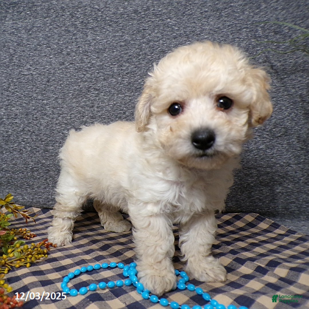 Bichpoo dogs for sale: Tyler - Ad 3