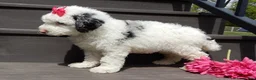 Sheepadoodle dogs for sale: Roxy-MEDIUM - Ad 4