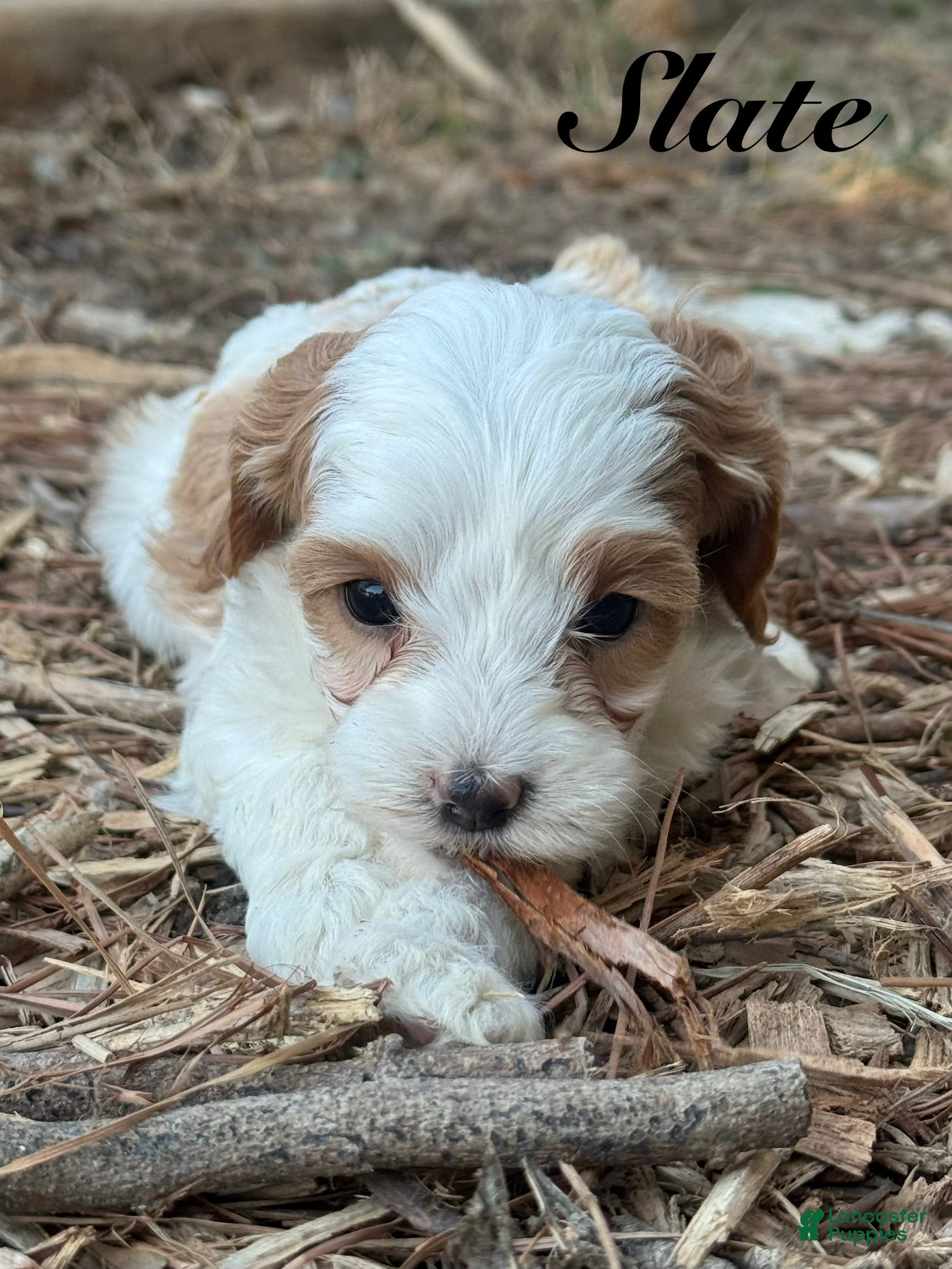 Cavapoo dogs for sale: Slate - Ad 13