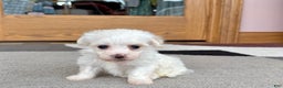 Coton De Tulear dogs for sale: Tj - Ad 6