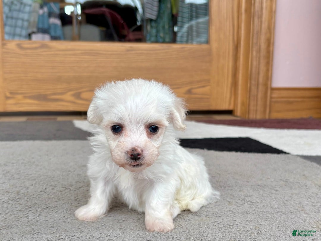 Coton De Tulear dogs for sale: Tj - Ad 6
