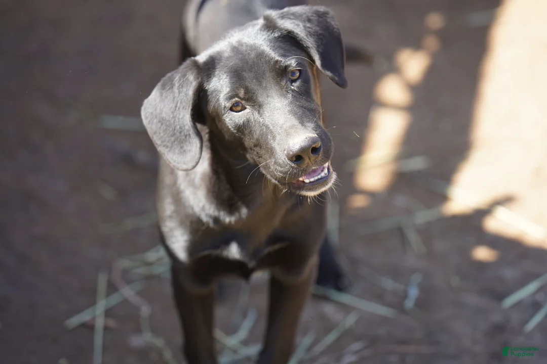 Mixed Breed dogs for sale: Jet Tiscar Farm Dog - Ad 17