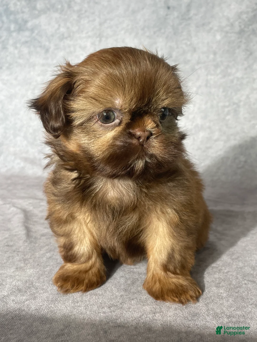 Shih Tzu dogs for sale: Dallas - Ad 1