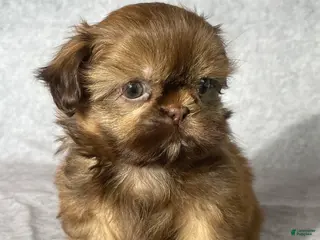 Shih Tzu dogs for sale: Dallas - Ad 1