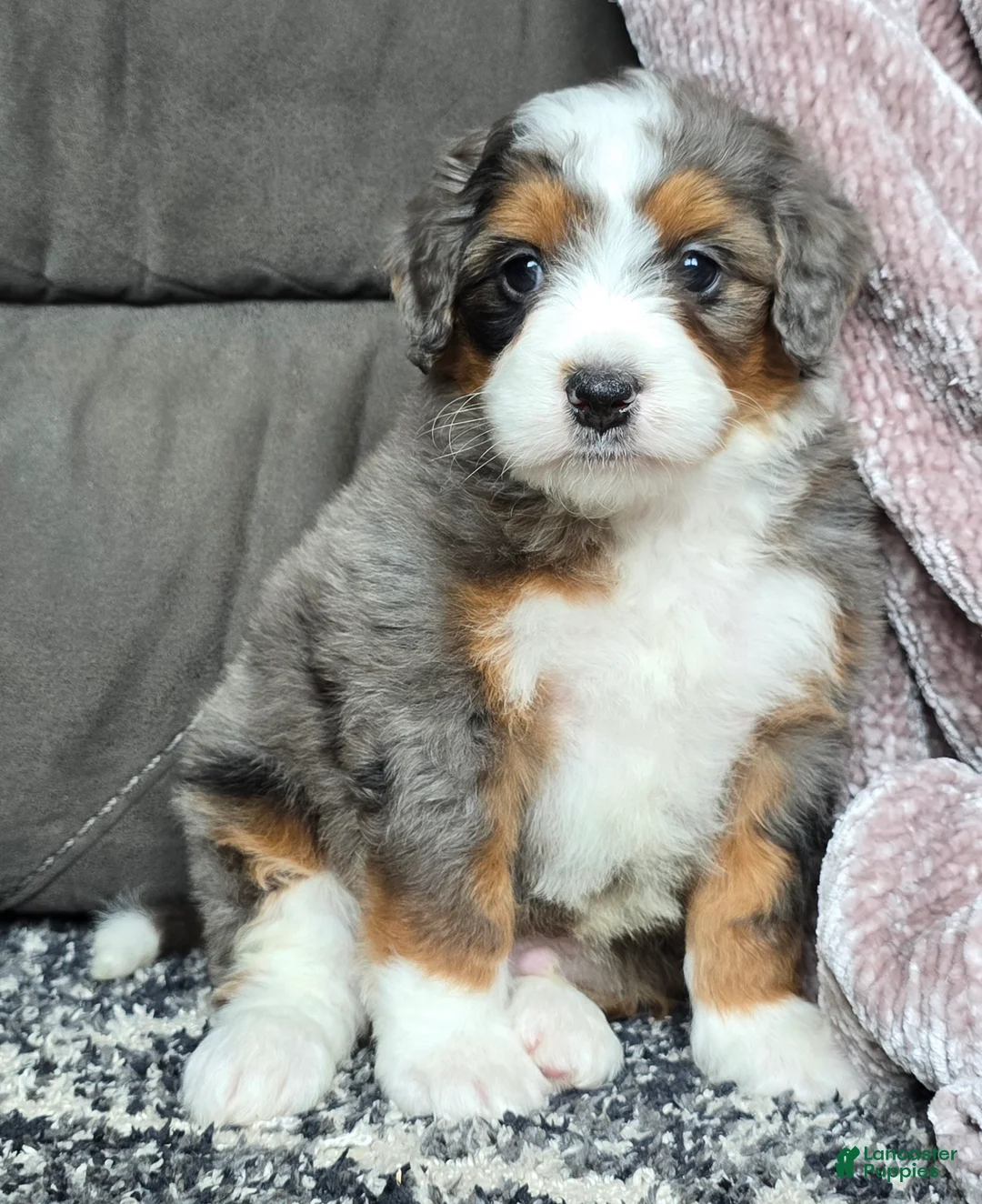 Mini Bernedoodle dogs for sale: Mini Alfie - Ad 11