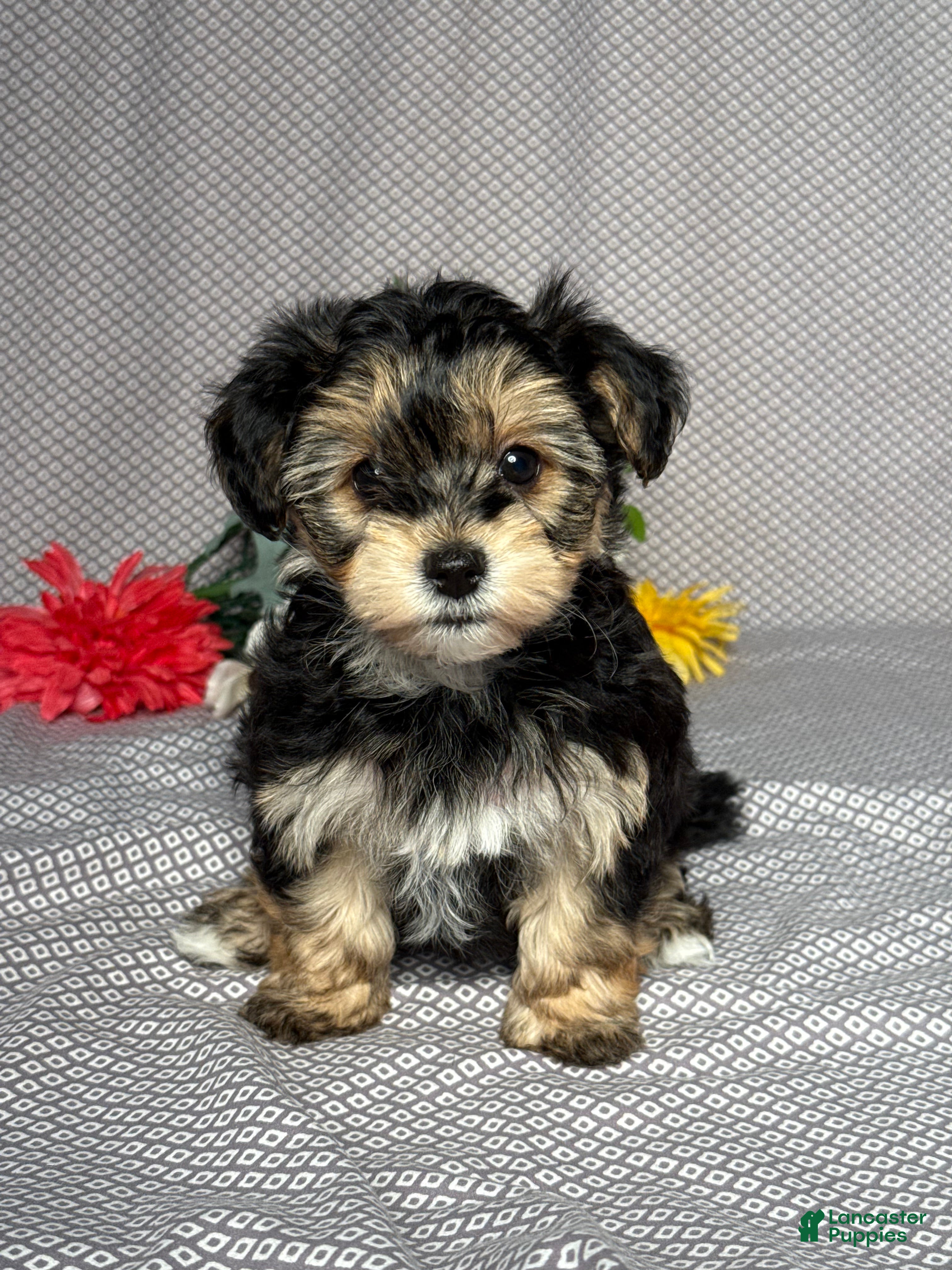 Yochon dogs Nora - Ad 1