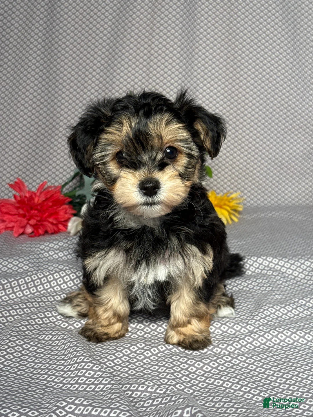 Yochon dogs for sale: Nora - Ad 1