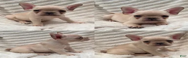 French Bulldog 4 cream White