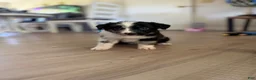 Australian Shepherd dogs for sale: Artemis  - Ad 3