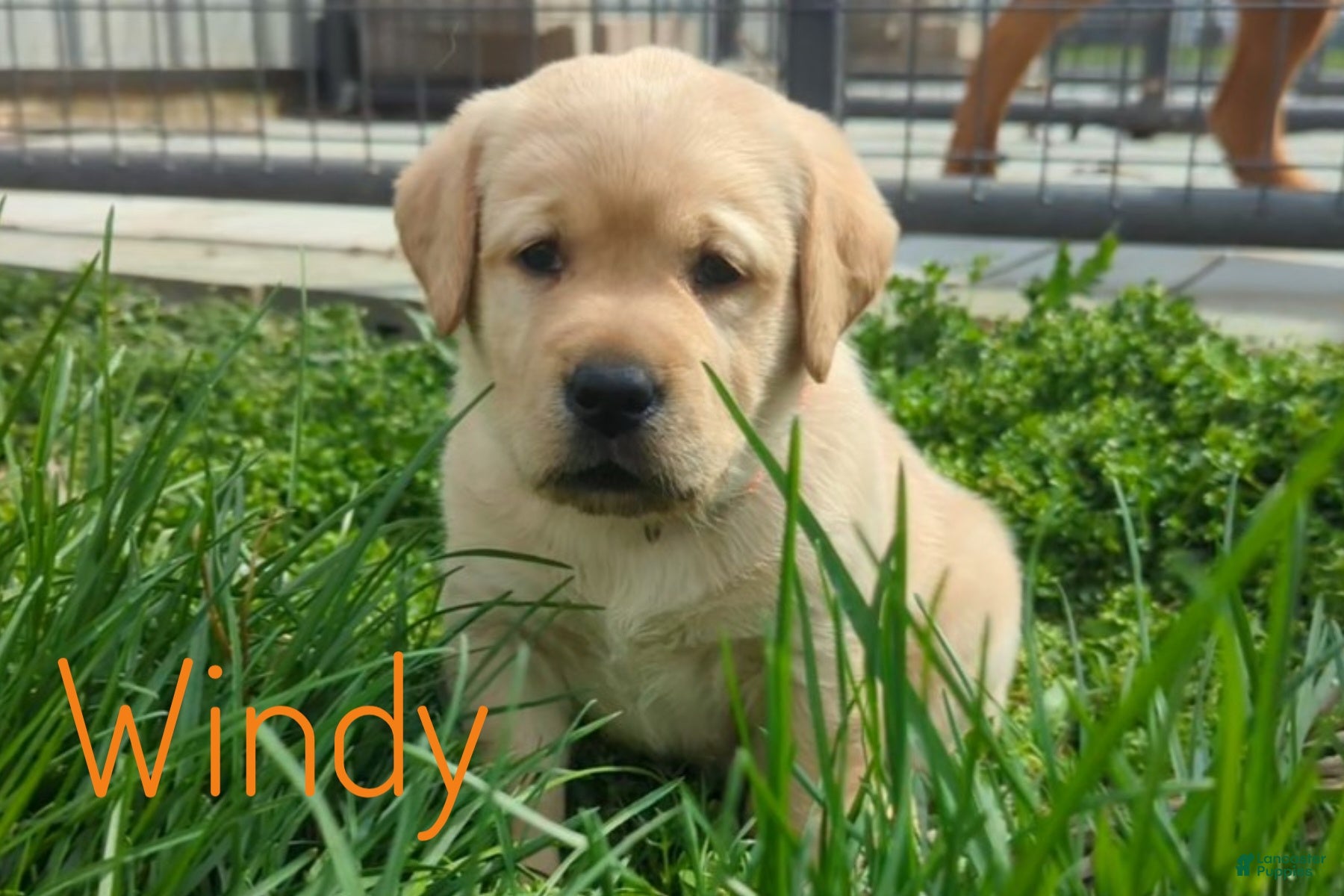 Labrador Retriever dogs Windy - Ad 2