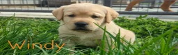 Labrador Retriever dogs for sale: Sunny - Ad 5