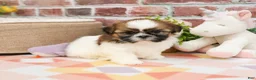 Shih Tzu dogs for sale: Fergie  - Ad 9