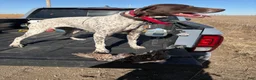German Shorthaired Pointer dogs for sale: German Shorthaired Pointer 1 - Ad 3