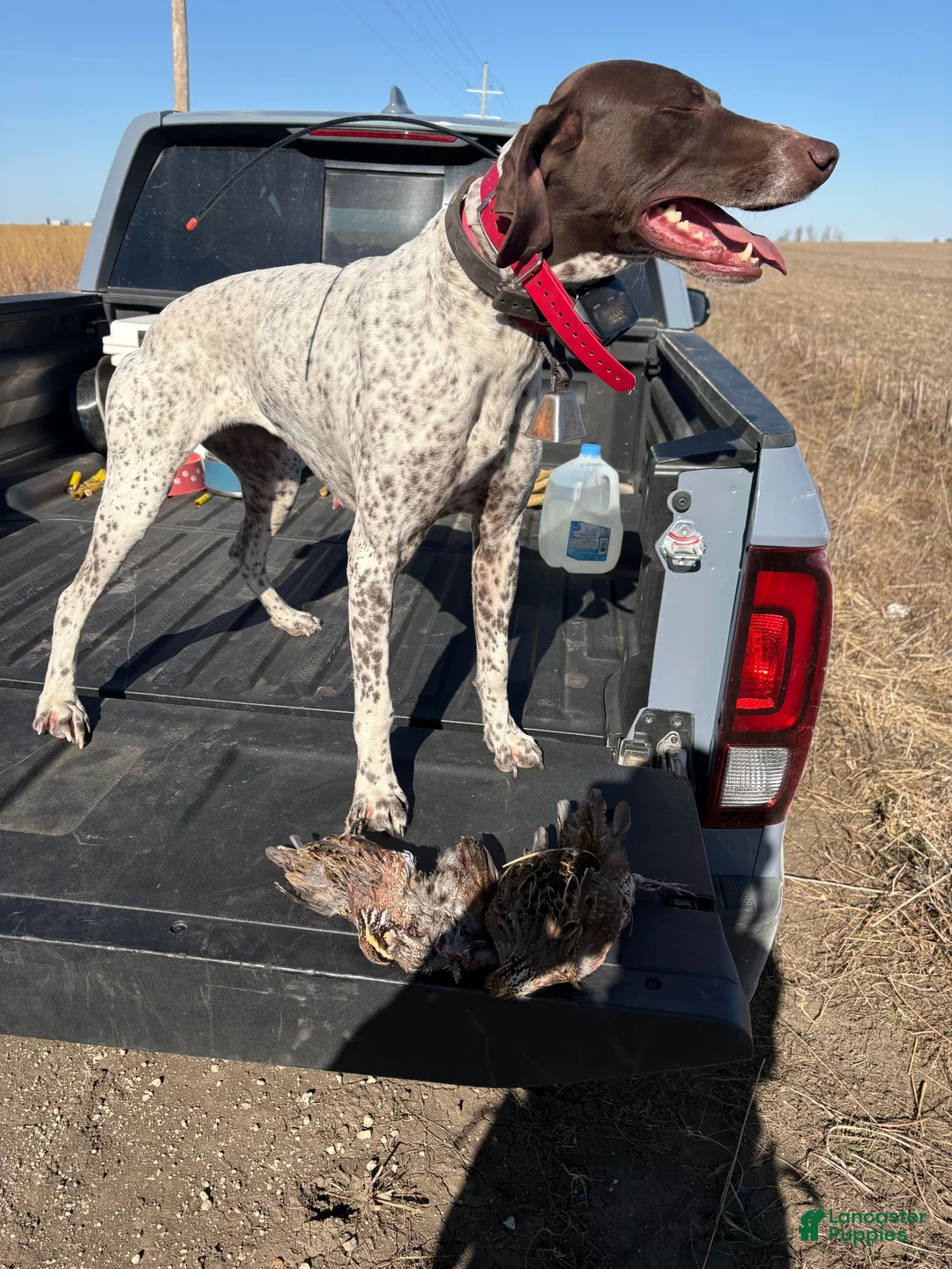German Shorthaired Pointer dogs for sale: German Shorthaired Pointer 1 - Ad 3