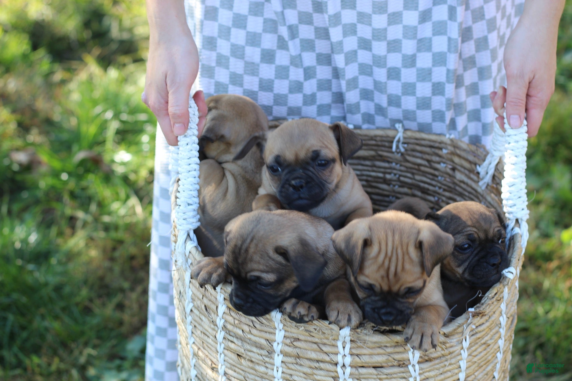 Jug dogs for sale: Teddy - Ad 2