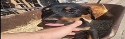 Doberman Pinscher dogs for sale: Diabla Blk F - Ad 5