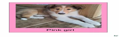 Collie 4 - Pink Collar