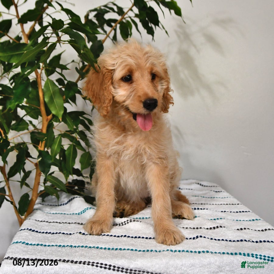 Goldendoodle dogs Snickers - Ad 2
