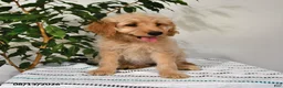 Goldendoodle dogs for sale: Snickers - Ad 2