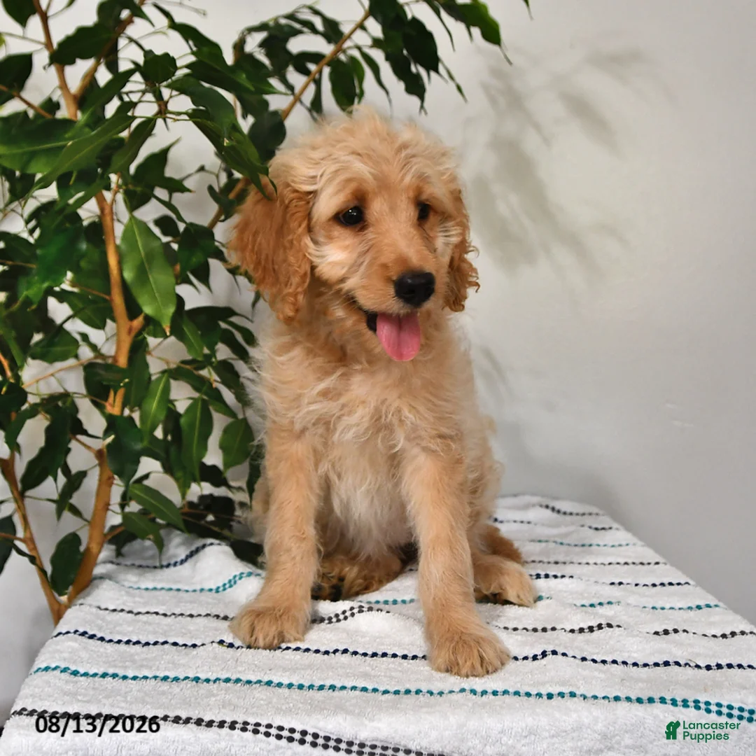 Goldendoodle dogs for sale: Snickers - Ad 2