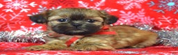 Shih Tzu dogs for sale: Peanut - Ad 4